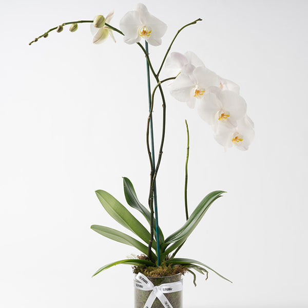 Two Stem Phalaenopsis Orchid