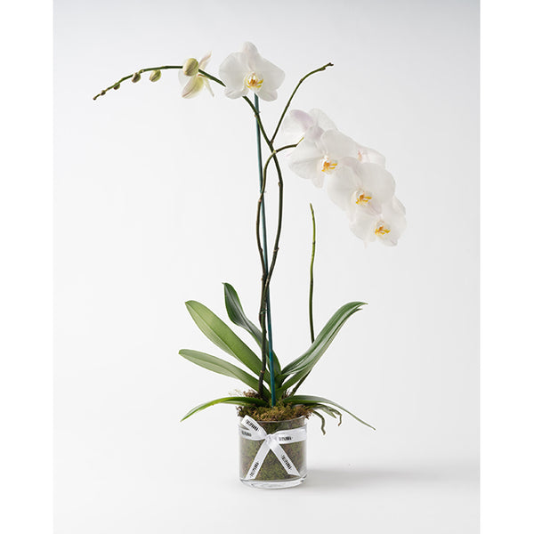 Three Stem Phalaenopsis Orchid
