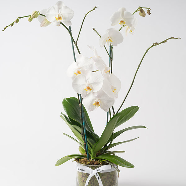 Three Stem Phalaenopsis Orchid